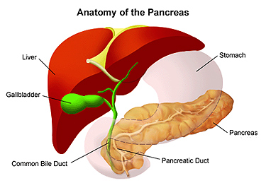 a diagram showing the anatomy of the pancreas