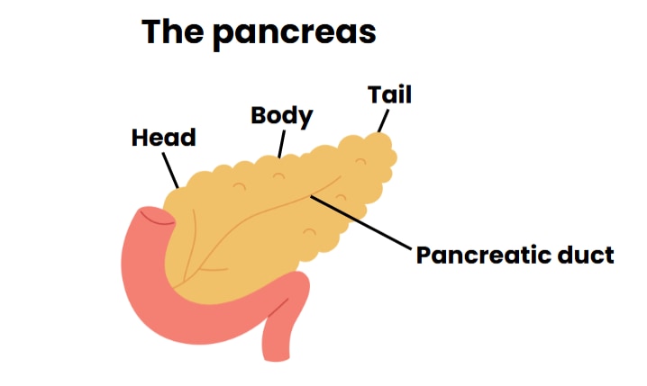 4 parts of pancreas