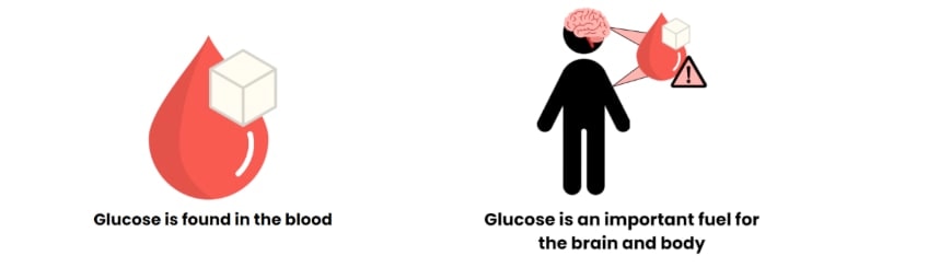 Glucose importance
