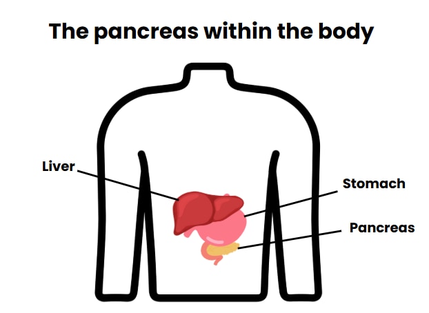 pancreas diagram